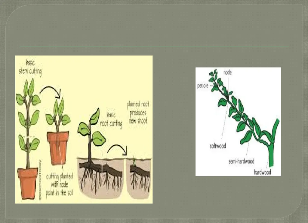 Vegetative propagation -Cutting By A.M.RASHIDA - slide 9 of 21