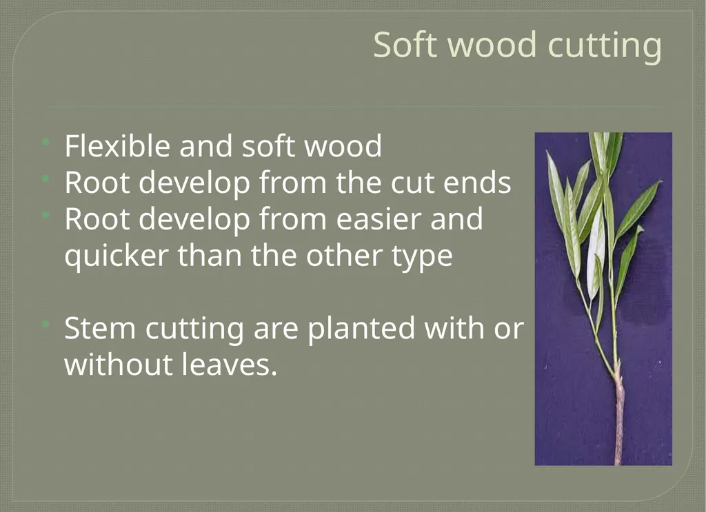 Vegetative propagation -Cutting By A.M.RASHIDA - slide 13 of 21