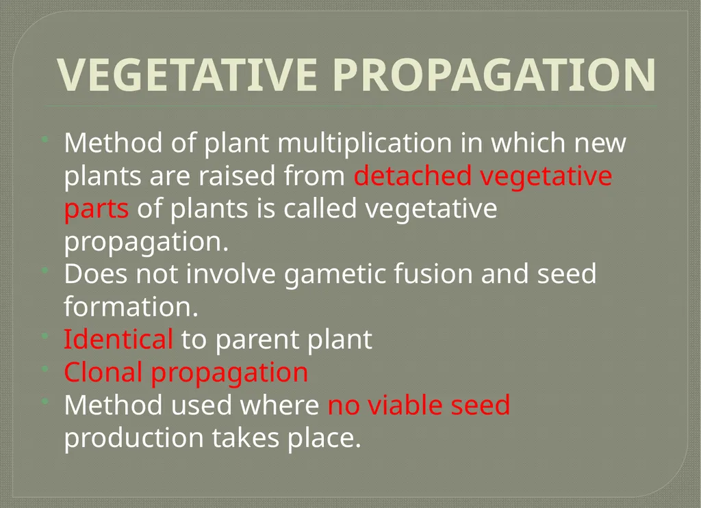 Vegetative propagation -Cutting By A.M.RASHIDA - slide 2 of 21