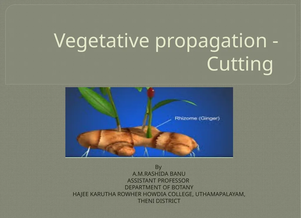 Vegetative propagation -Cutting By A.M.RASHIDA - slide 1 of 21