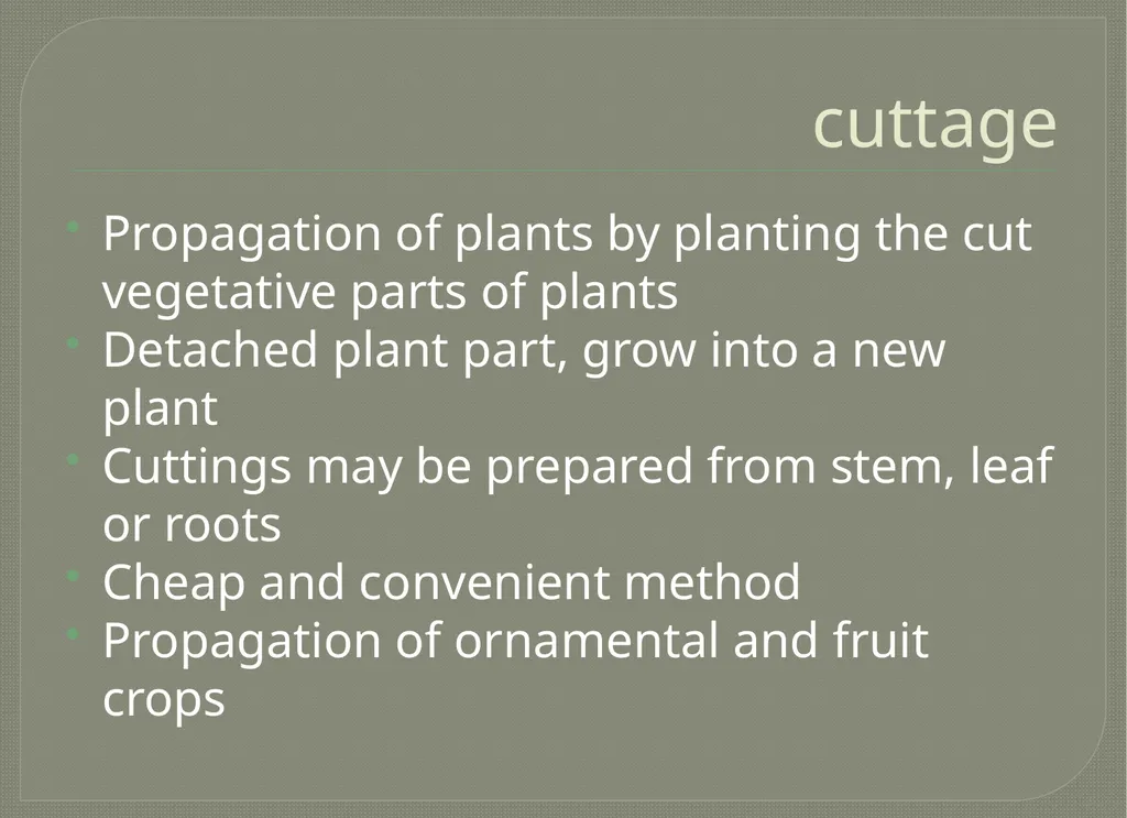 Vegetative propagation -Cutting By A.M.RASHIDA - slide 4 of 21