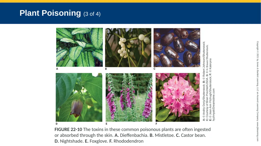 CHAPTER 22 Toxicology National EMS Education - slide 100 of 131