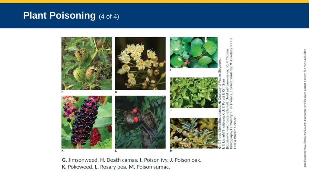 CHAPTER 22 Toxicology National EMS Education - slide 101 of 131