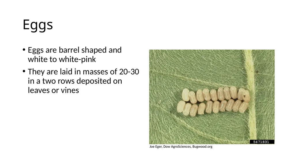 Kudzu bug Megacopta cribraria Daniel R. Suiter, - slide 4 of 7