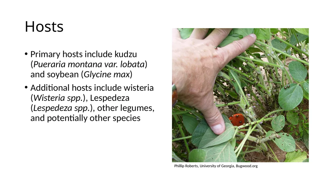 Kudzu bug Megacopta cribraria Daniel R. Suiter, - slide 7 of 7