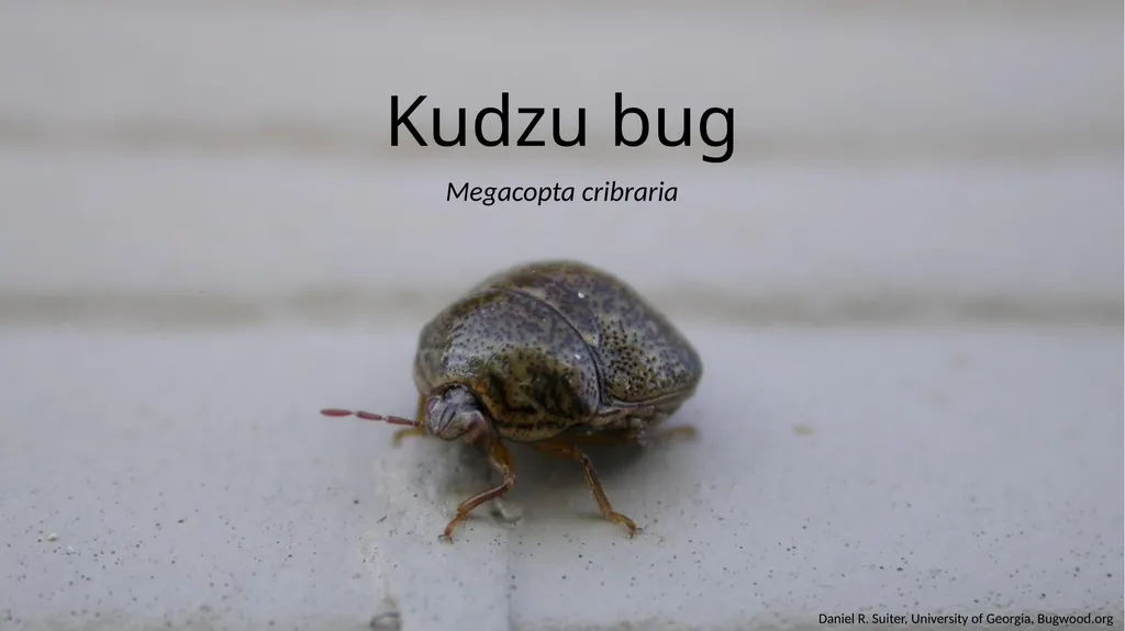 Kudzu bug Megacopta cribraria Daniel R. Suiter, - slide 1 of 7