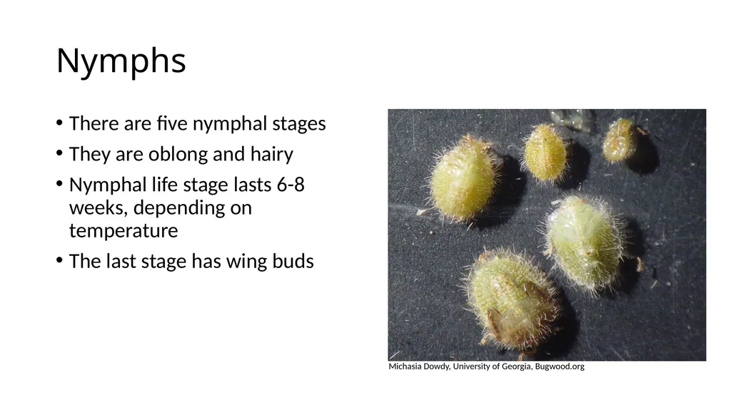 Kudzu bug Megacopta cribraria Daniel R. Suiter, - slide 5 of 7