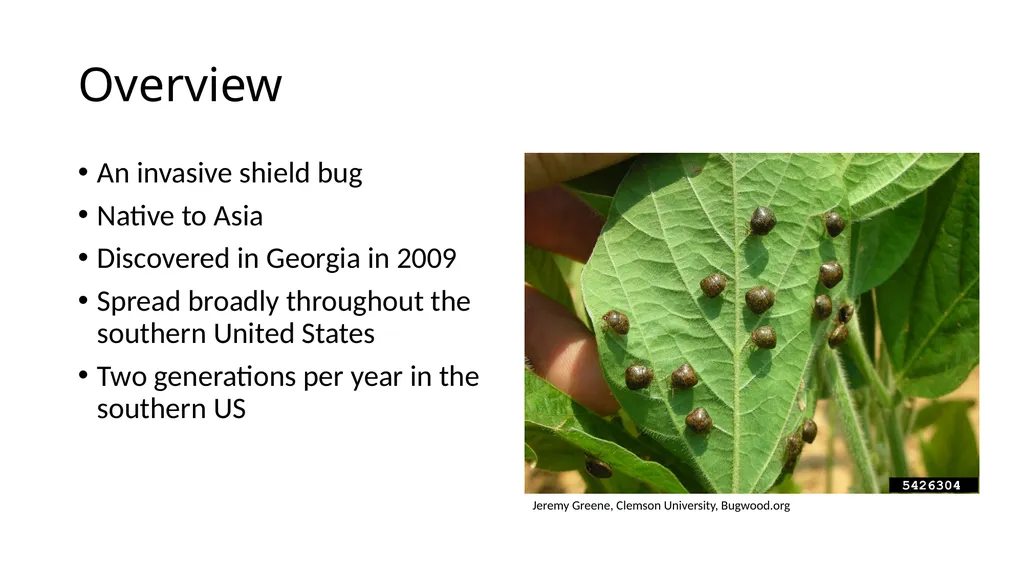 Kudzu bug Megacopta cribraria Daniel R. Suiter, - slide 2 of 7