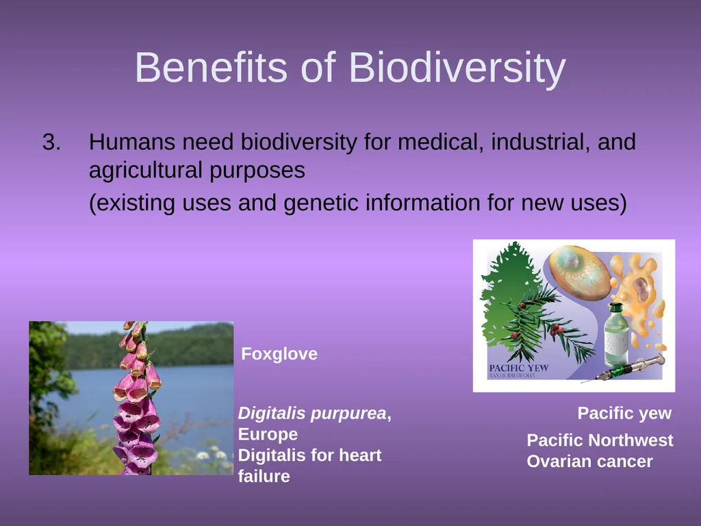Chapter 10 Biodiversity 10.1 What is biodiversity? - slide 8 of 41