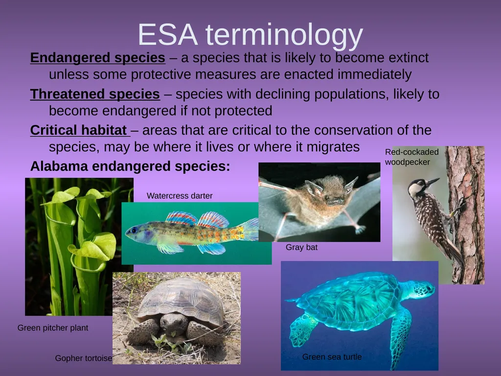 Chapter 10 Biodiversity 10.1 What is biodiversity? - slide 37 of 41