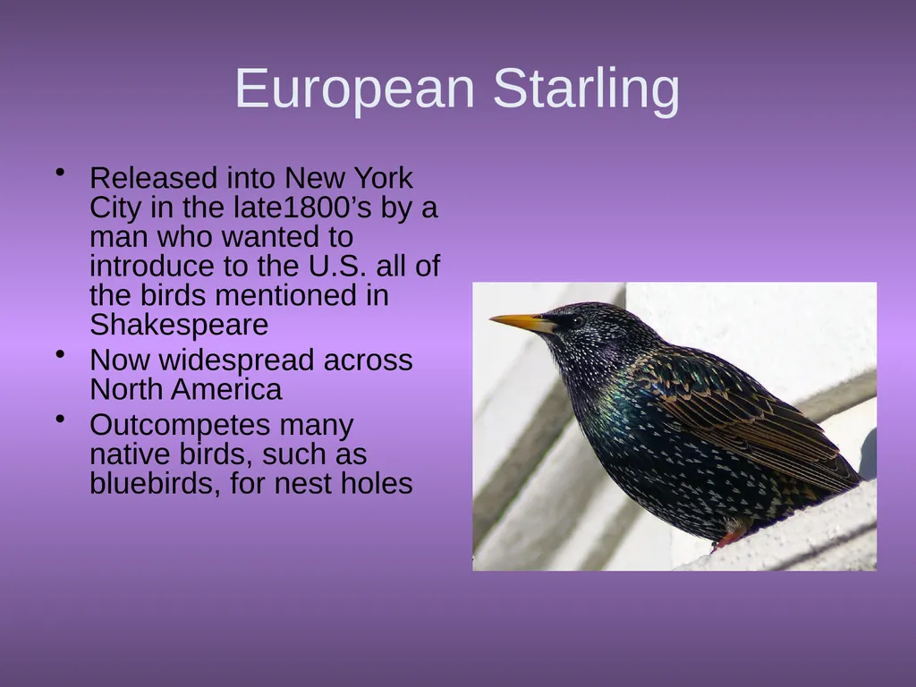 Chapter 10 Biodiversity 10.1 What is biodiversity? - slide 23 of 41