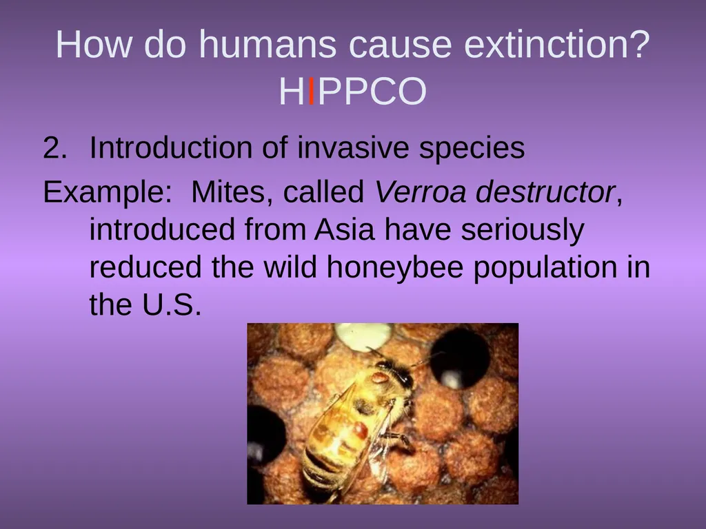 Chapter 10 Biodiversity 10.1 What is biodiversity? - slide 20 of 41