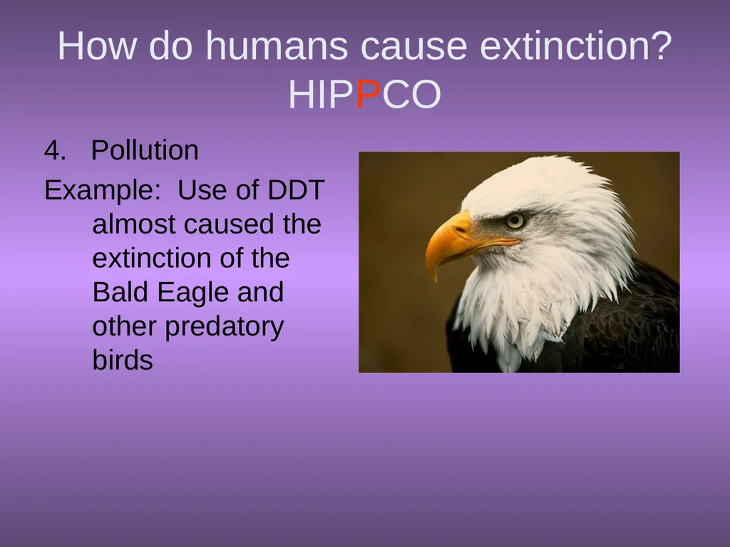 Chapter 10 Biodiversity 10.1 What is biodiversity? - slide 25 of 41