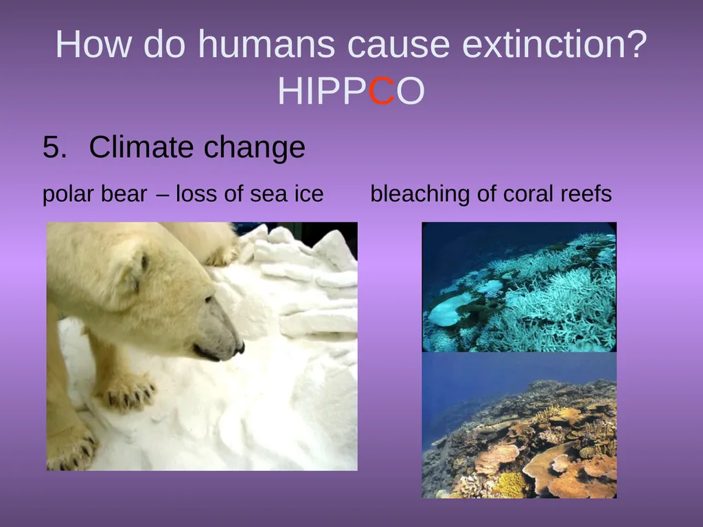 Chapter 10 Biodiversity 10.1 What is biodiversity? - slide 27 of 41
