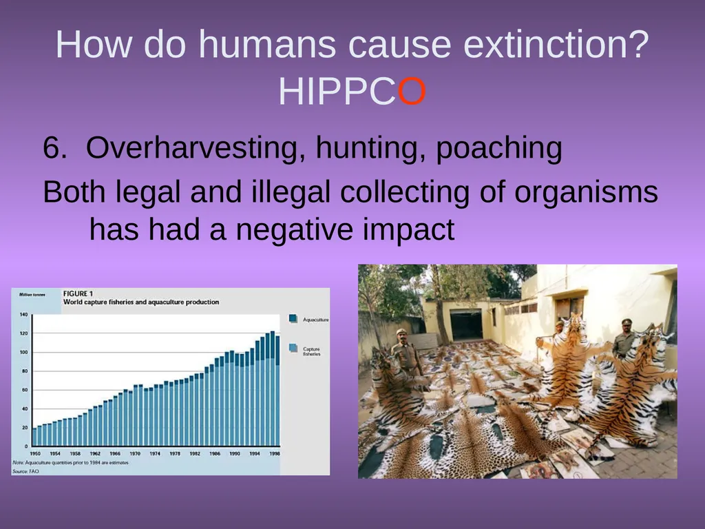 Chapter 10 Biodiversity 10.1 What is biodiversity? - slide 29 of 41