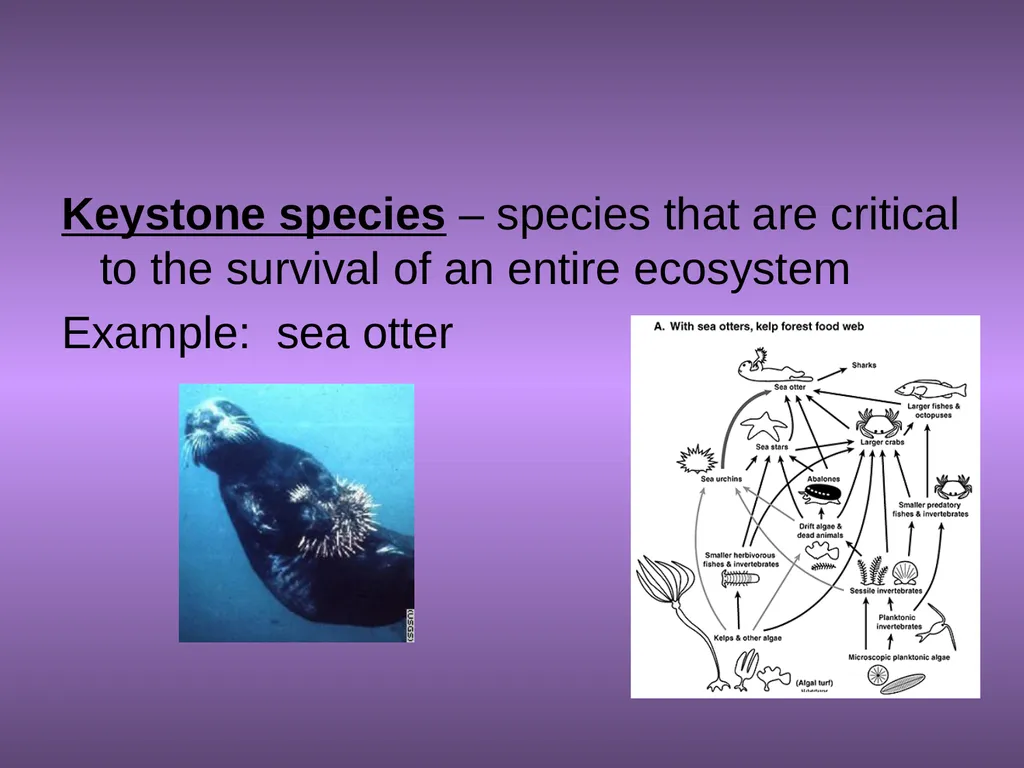 Chapter 10 Biodiversity 10.1 What is biodiversity? - slide 5 of 41