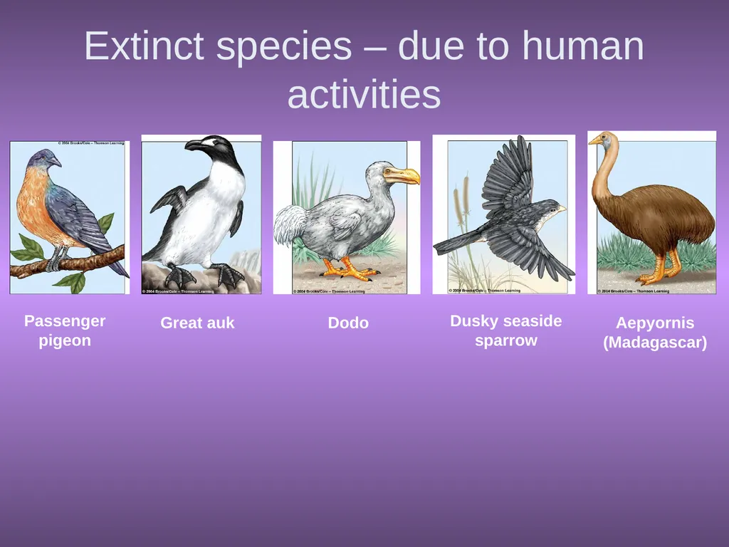 Chapter 10 Biodiversity 10.1 What is biodiversity? - slide 16 of 41