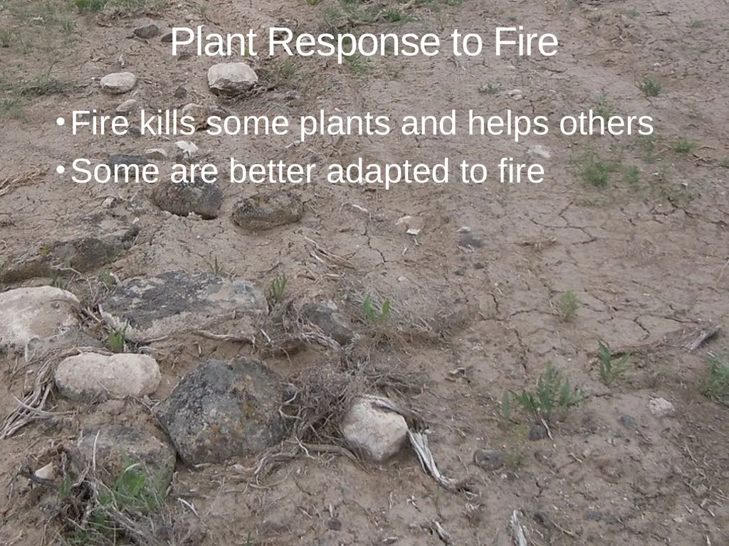 Succession in the Sagebrush Ecosystem During a - slide 5 of 13