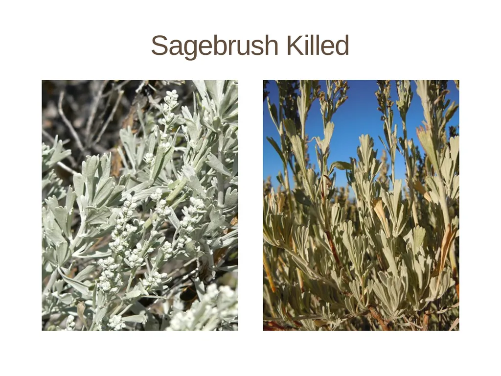 Succession in the Sagebrush Ecosystem During a - slide 6 of 13