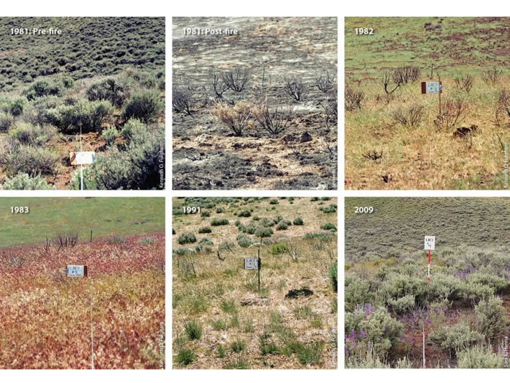 Succession in the Sagebrush Ecosystem During a - slide 9 of 13