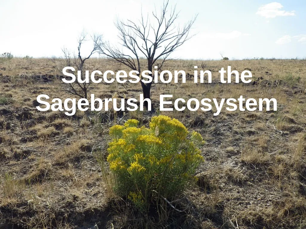 Succession in the Sagebrush Ecosystem During a - slide 1 of 13