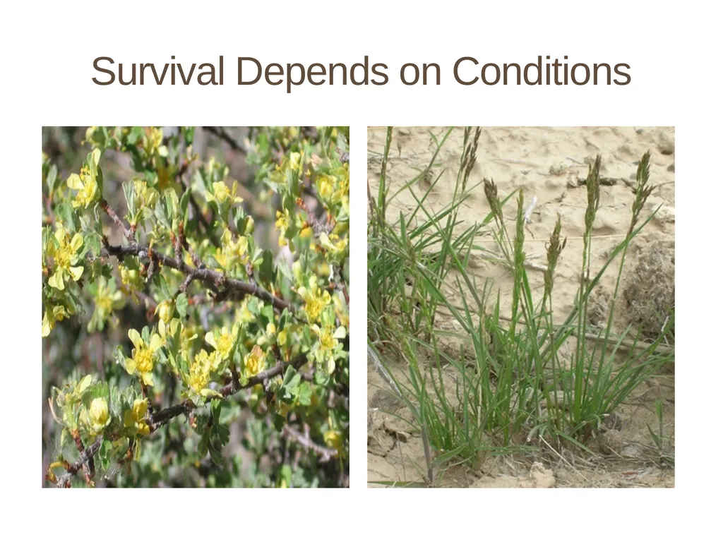 Succession in the Sagebrush Ecosystem During a - slide 8 of 13