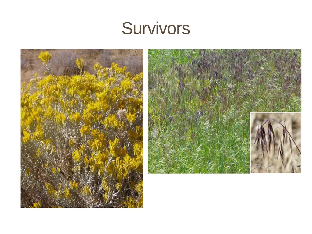Succession in the Sagebrush Ecosystem During a - slide 7 of 13