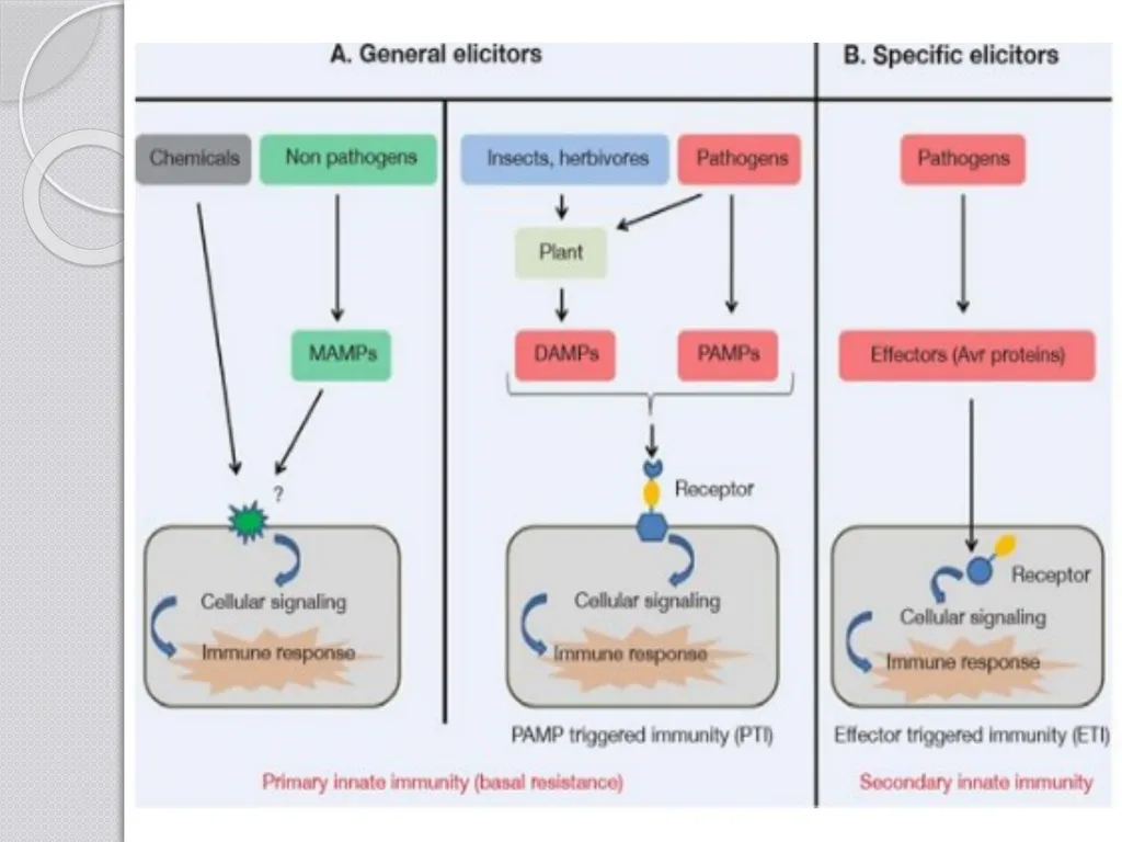 Inducible defense mechanisms in plants Classes of - slide 4 of 26