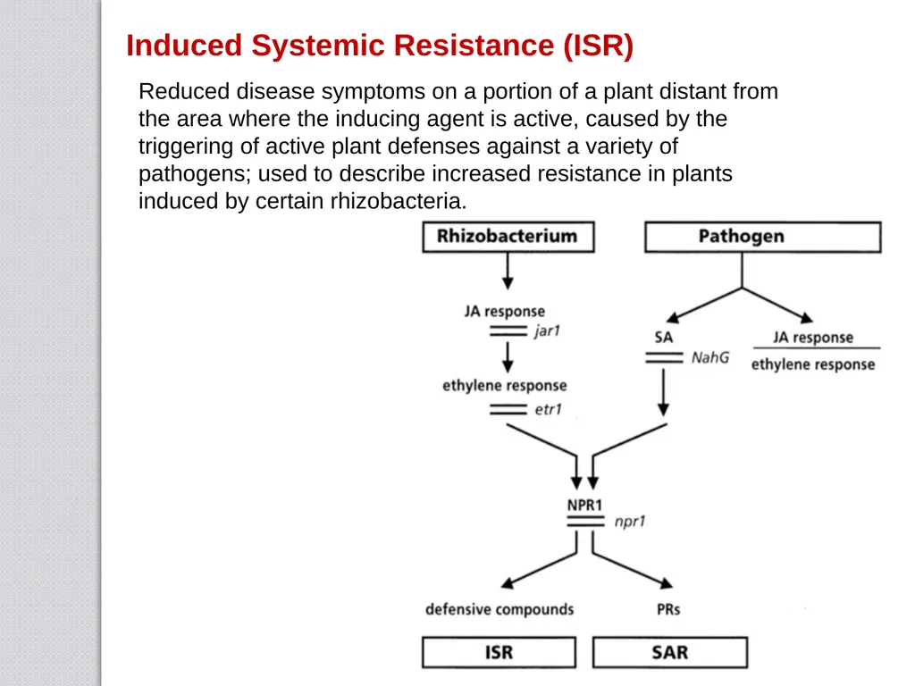 Inducible defense mechanisms in plants Classes of - slide 18 of 26
