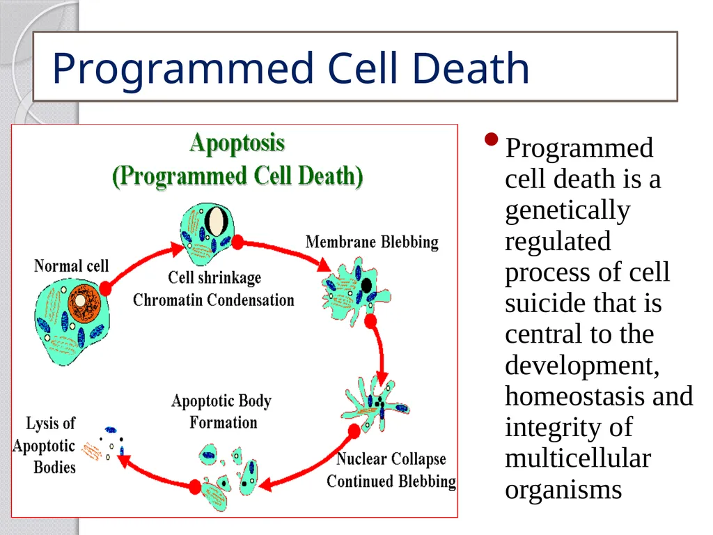 Inducible defense mechanisms in plants Classes of - slide 10 of 26