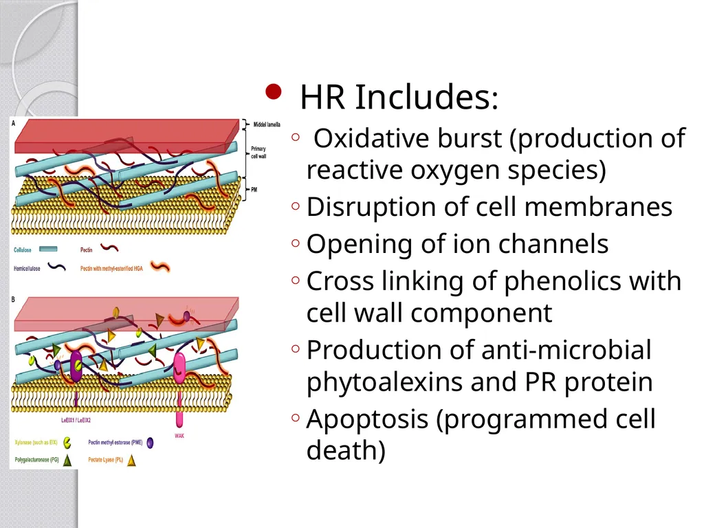 Inducible defense mechanisms in plants Classes of - slide 9 of 26