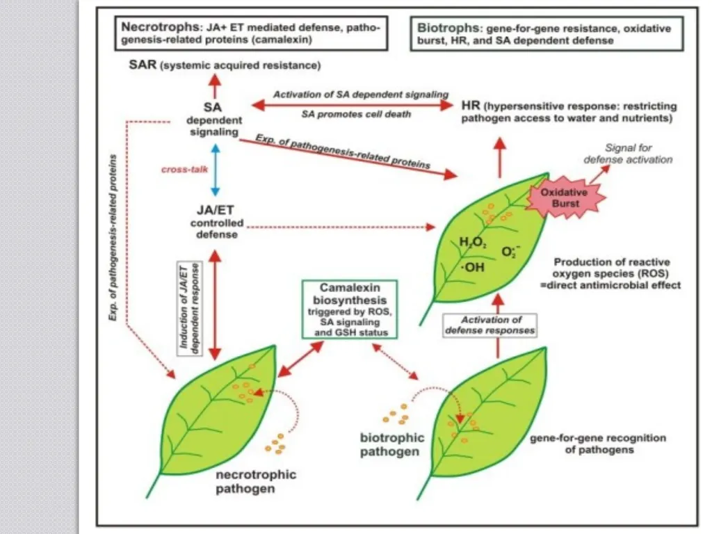 Inducible defense mechanisms in plants Classes of - slide 15 of 26