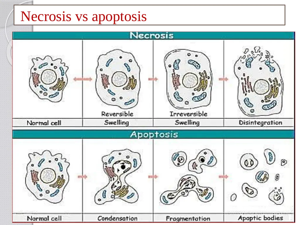 Inducible defense mechanisms in plants Classes of - slide 11 of 26