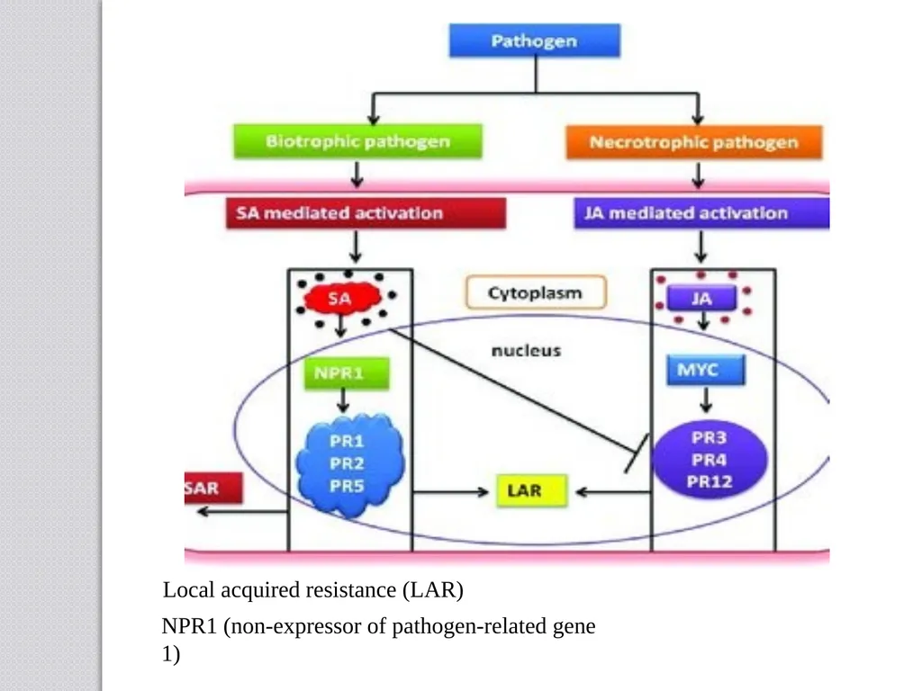 Inducible defense mechanisms in plants Classes of - slide 16 of 26