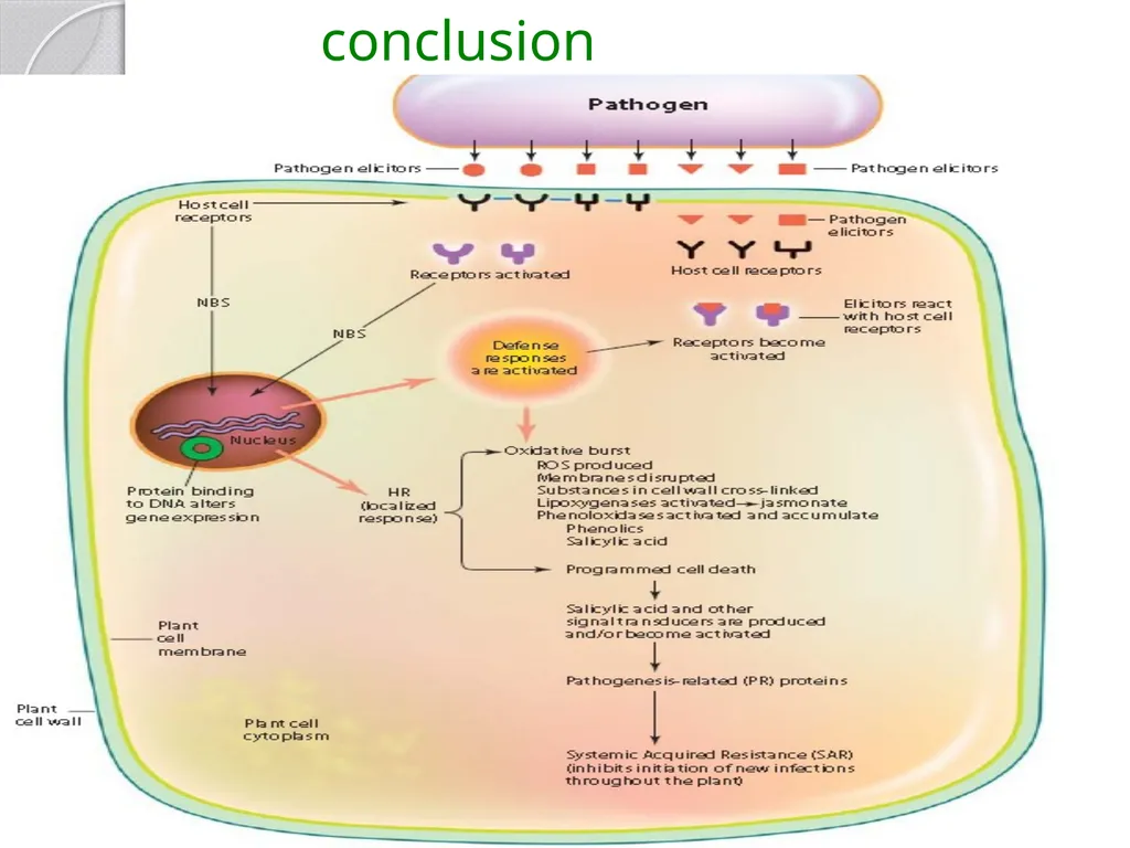 Inducible defense mechanisms in plants Classes of - slide 21 of 26