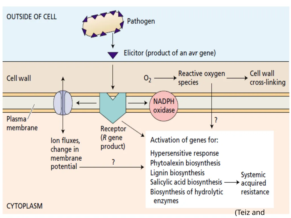 Inducible defense mechanisms in plants Classes of - slide 5 of 26
