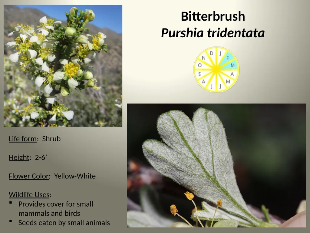 Native Plants of the Sagebrush Ecosystem Shrubs - slide 4 of 21