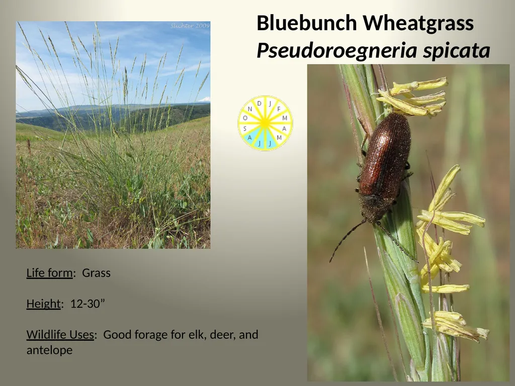 Native Plants of the Sagebrush Ecosystem Shrubs - slide 15 of 21