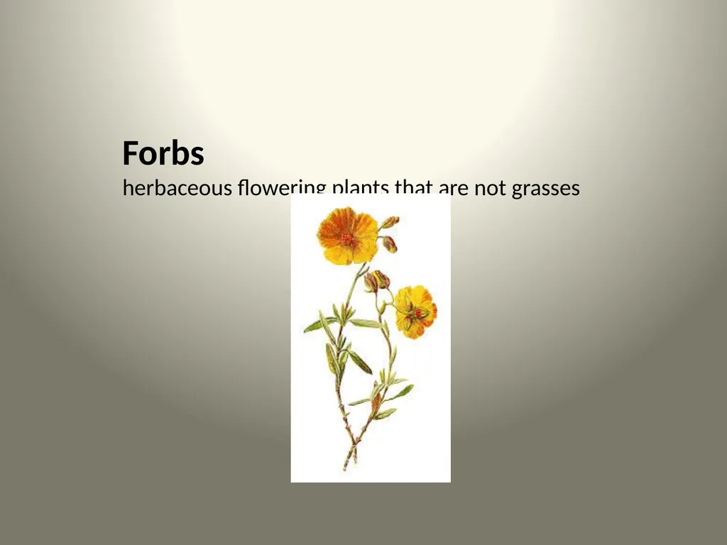 Native Plants of the Sagebrush Ecosystem Shrubs - slide 7 of 21
