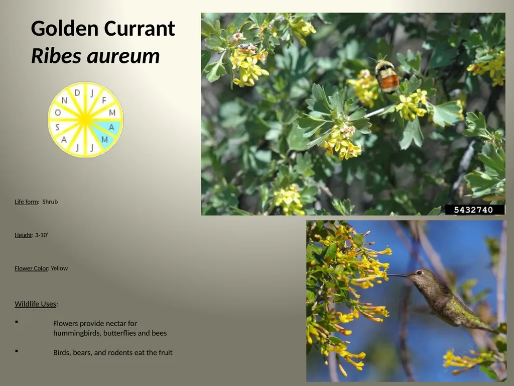 Native Plants of the Sagebrush Ecosystem Shrubs - slide 6 of 21
