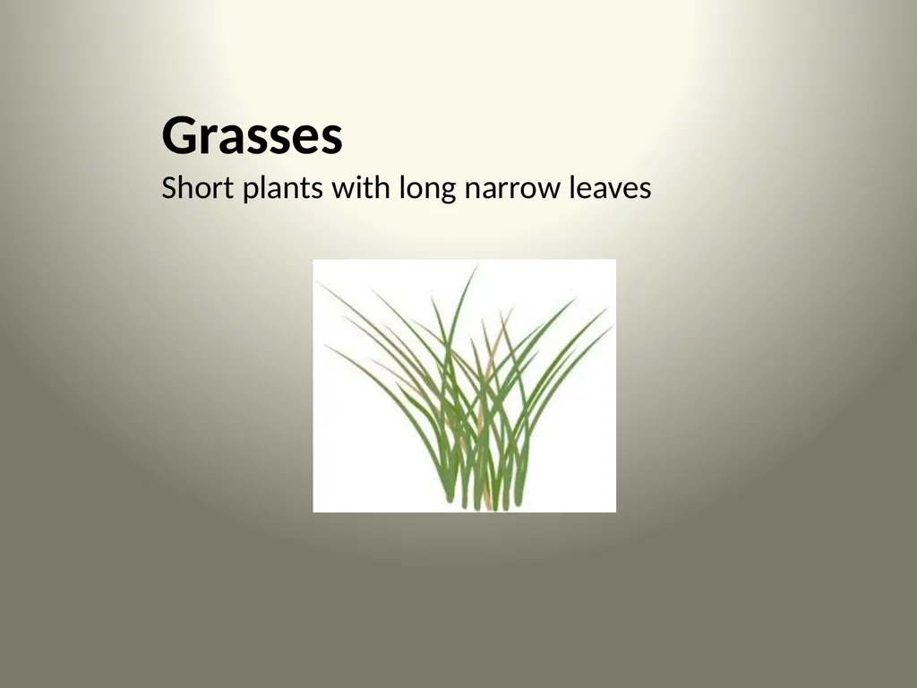 Native Plants of the Sagebrush Ecosystem Shrubs - slide 14 of 21
