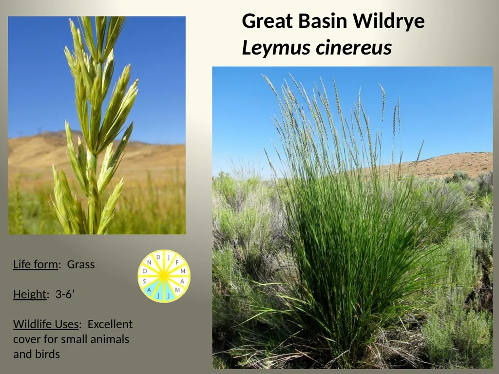 Native Plants of the Sagebrush Ecosystem Shrubs - slide 16 of 21