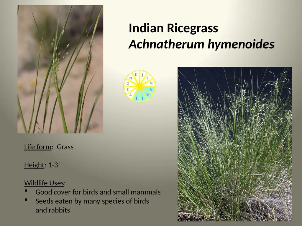 Native Plants of the Sagebrush Ecosystem Shrubs - slide 17 of 21