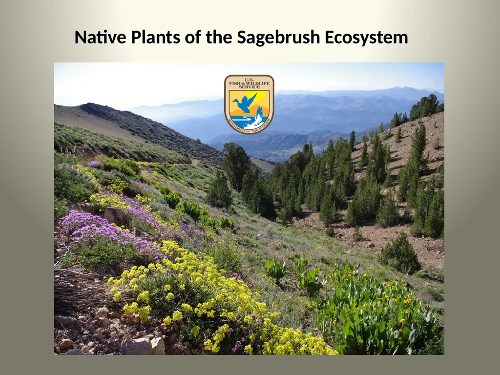 Native Plants of the Sagebrush Ecosystem Shrubs - slide 1 of 21