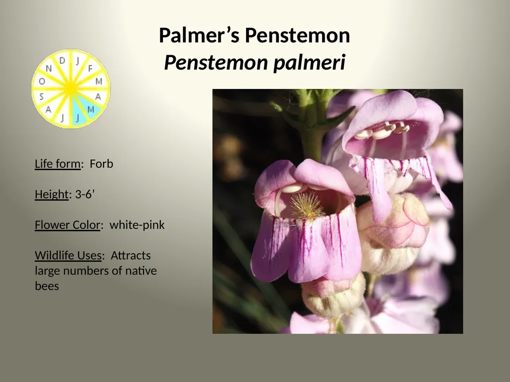 Native Plants of the Sagebrush Ecosystem Shrubs - slide 9 of 21