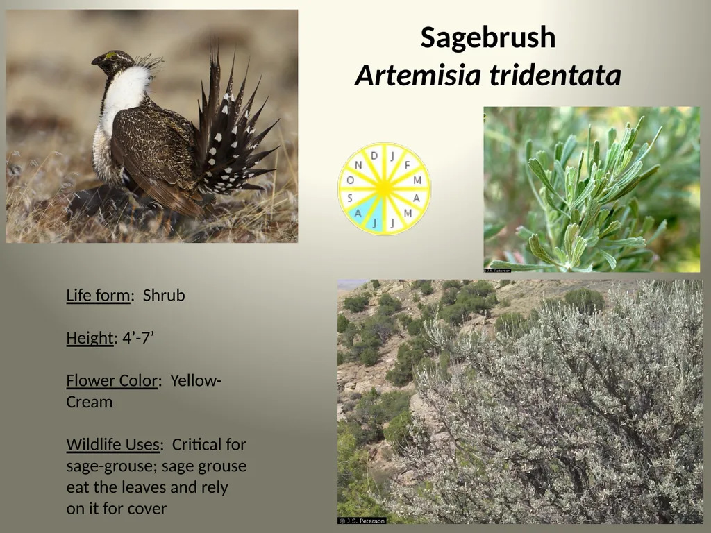 Native Plants of the Sagebrush Ecosystem Shrubs - slide 3 of 21
