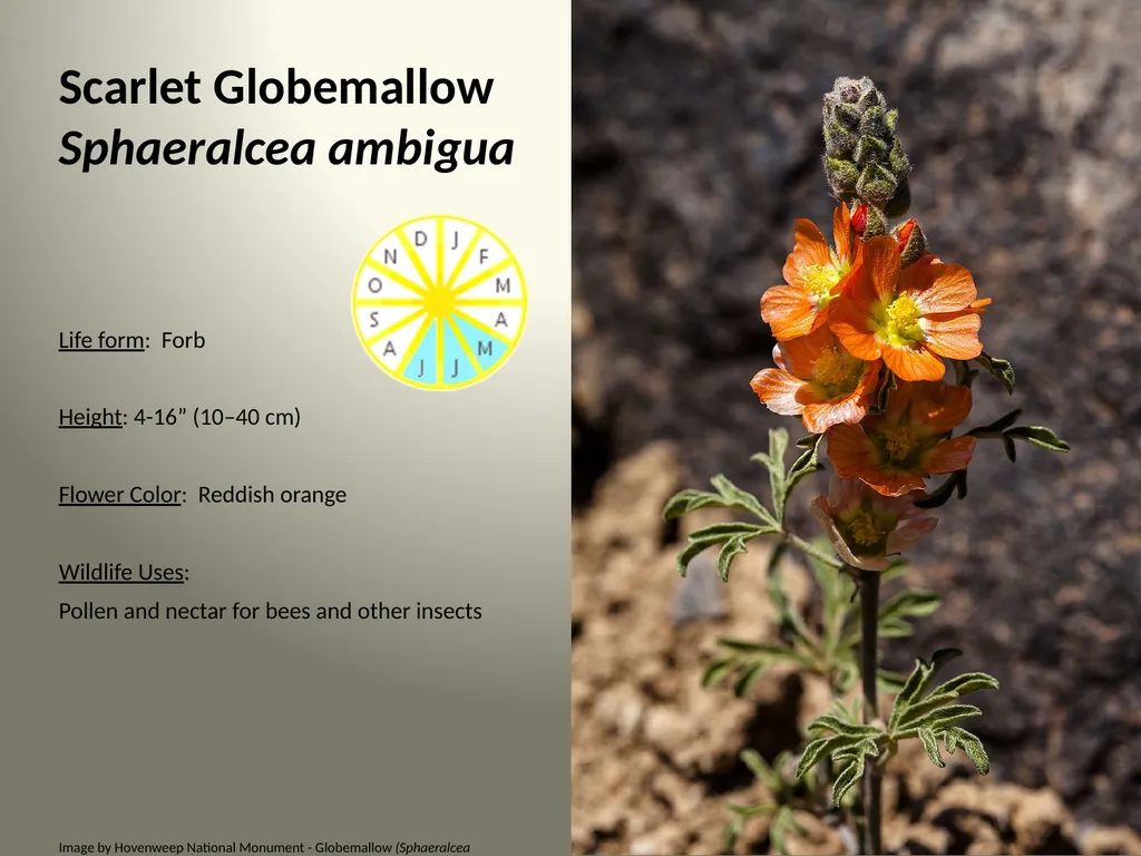 Native Plants of the Sagebrush Ecosystem Shrubs - slide 8 of 21