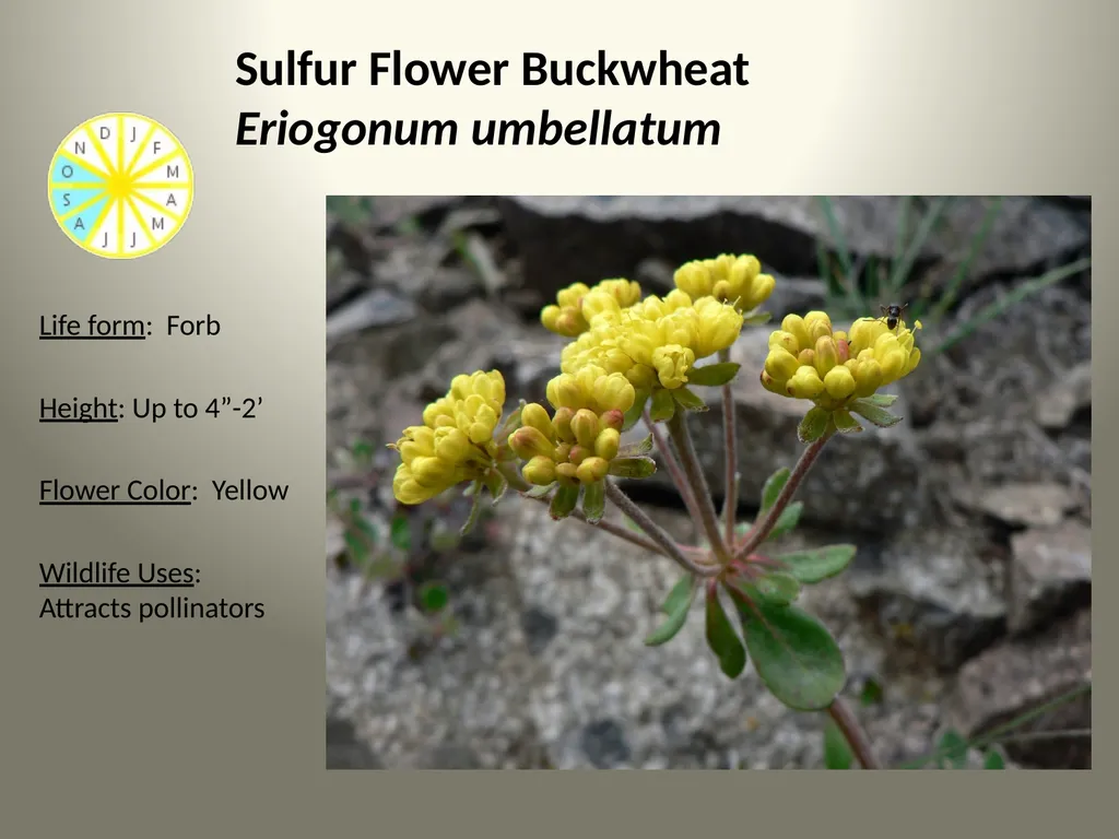 Native Plants of the Sagebrush Ecosystem Shrubs - slide 12 of 21