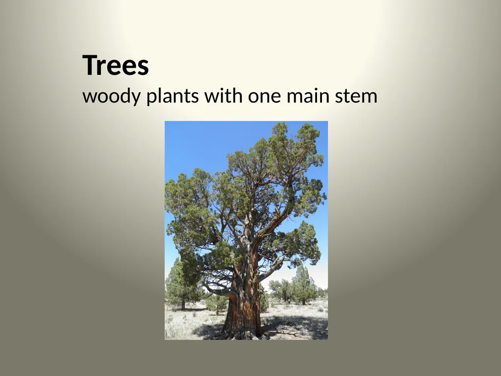 Native Plants of the Sagebrush Ecosystem Shrubs - slide 19 of 21