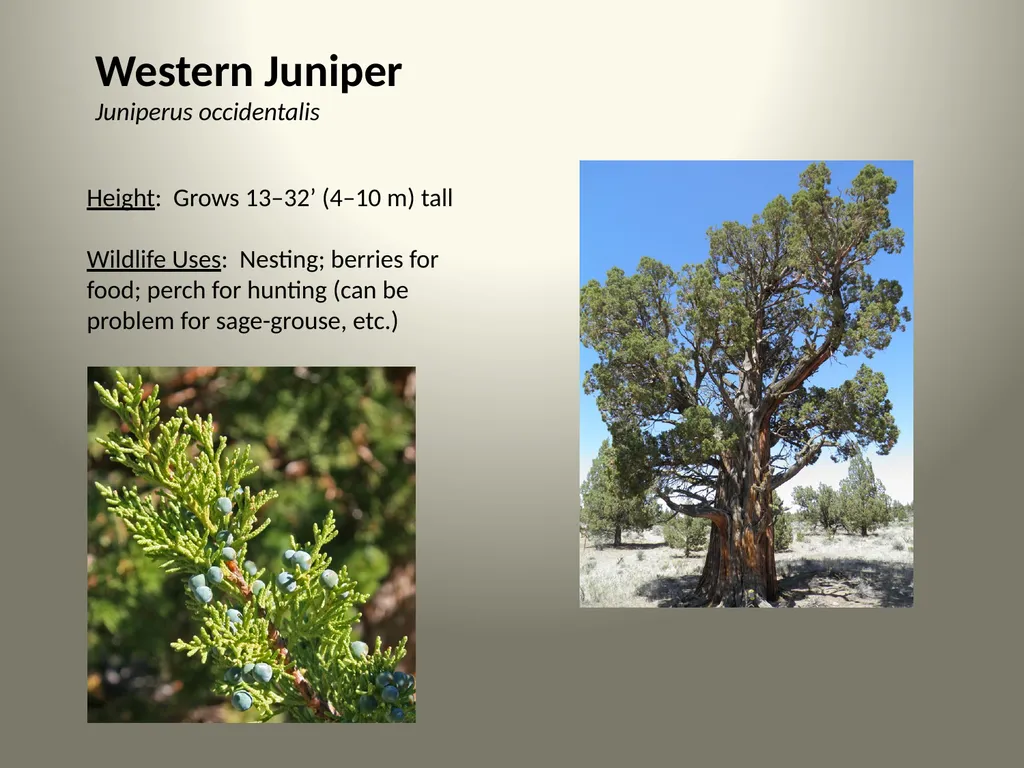 Native Plants of the Sagebrush Ecosystem Shrubs - slide 20 of 21
